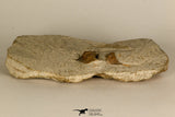 30697 - Beautiful Association of 2 Onnia sp Ordovician Trilobites
