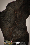 22410 - Collector Grade 14.6g "Agoudal" Imilchil Iron IIAB Meteorite