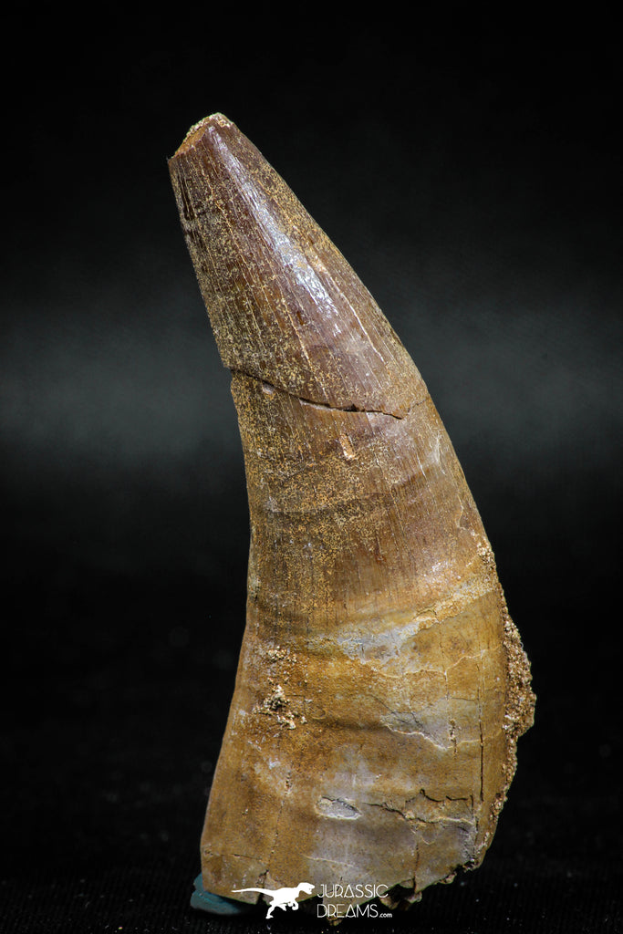 04928 - Top Huge 2.48'' Dyrosaurus phosphaticus Partially Rooted Tooth