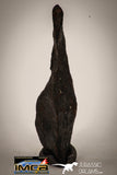 22410 - Collector Grade 14.6g "Agoudal" Imilchil Iron IIAB Meteorite