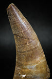 04928 - Top Huge 2.48'' Dyrosaurus phosphaticus Partially Rooted Tooth