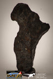 22410 - Collector Grade 14.6g "Agoudal" Imilchil Iron IIAB Meteorite