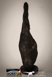 22410 - Collector Grade 14.6g "Agoudal" Imilchil Iron IIAB Meteorite