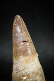 04929 - Rare Rooted 2.40'' Maroccosuchus zennaroi Huge Fully Rooted Tooth