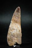 04929 - Rare Rooted 2.40'' Maroccosuchus zennaroi Huge Fully Rooted Tooth