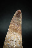04929 - Rare Rooted 2.40'' Maroccosuchus zennaroi Huge Fully Rooted Tooth