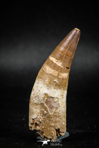 04930 - Top Huge 2.22'' Dyrosaurus phosphaticus Partially Rooted Tooth