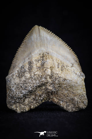 20526 - Top Huge 1.33 Inch Squalicorax pristodontus (Crow Shark) Tooth