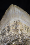 20526 - Top Huge 1.33 Inch Squalicorax pristodontus (Crow Shark) Tooth