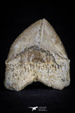20526 - Top Huge 1.33 Inch Squalicorax pristodontus (Crow Shark) Tooth