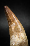 04930 - Top Huge 2.22'' Dyrosaurus phosphaticus Partially Rooted Tooth