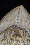 20526 - Top Huge 1.33 Inch Squalicorax pristodontus (Crow Shark) Tooth