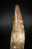 04930 - Top Huge 2.22'' Dyrosaurus phosphaticus Partially Rooted Tooth