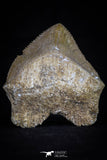 20527 - Top Huge 1.51 Inch Squalicorax pristodontus (Crow Shark) Tooth