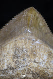 20527 - Top Huge 1.51 Inch Squalicorax pristodontus (Crow Shark) Tooth