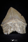 20527 - Top Huge 1.51 Inch Squalicorax pristodontus (Crow Shark) Tooth