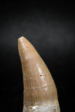 04931 - Nicely Preserved 1.60'' Dyrosaurus phosphaticus Partially Rooted Tooth