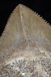 20527 - Top Huge 1.51 Inch Squalicorax pristodontus (Crow Shark) Tooth