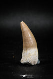 04931 - Nicely Preserved 1.60'' Dyrosaurus phosphaticus Partially Rooted Tooth