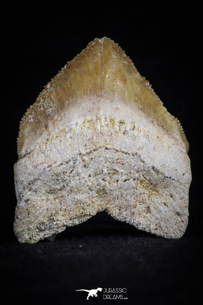 20528 - Top Huge 1.41 Inch Squalicorax pristodontus (Crow Shark) Tooth