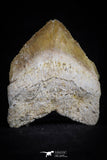 20528 - Top Huge 1.41 Inch Squalicorax pristodontus (Crow Shark) Tooth