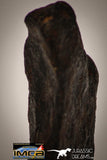 22413 - Collector Grade 16.8g "Agoudal" Imilchil Iron IIAB Meteorite