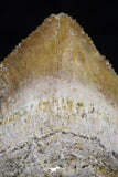 20528 - Top Huge 1.41 Inch Squalicorax pristodontus (Crow Shark) Tooth