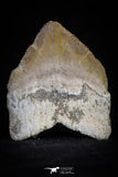 20528 - Top Huge 1.41 Inch Squalicorax pristodontus (Crow Shark) Tooth