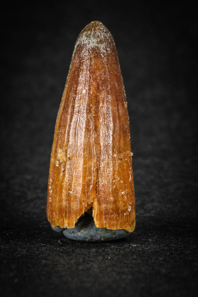 88021 - Well Preserved 0.88 Inch Elosuchus Cherifiensis Crocodile Tooth From KemKem