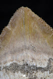 20528 - Top Huge 1.41 Inch Squalicorax pristodontus (Crow Shark) Tooth