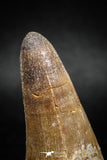 04932 - Top Huge 2.12 Inch Maroccosuchus zennaroi Crocodile Tooth