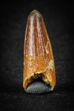 88021 - Well Preserved 0.88 Inch Elosuchus Cherifiensis Crocodile Tooth From KemKem