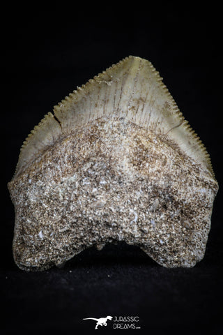 20529 - Top Huge 1.41 Inch Squalicorax pristodontus (Crow Shark) Tooth