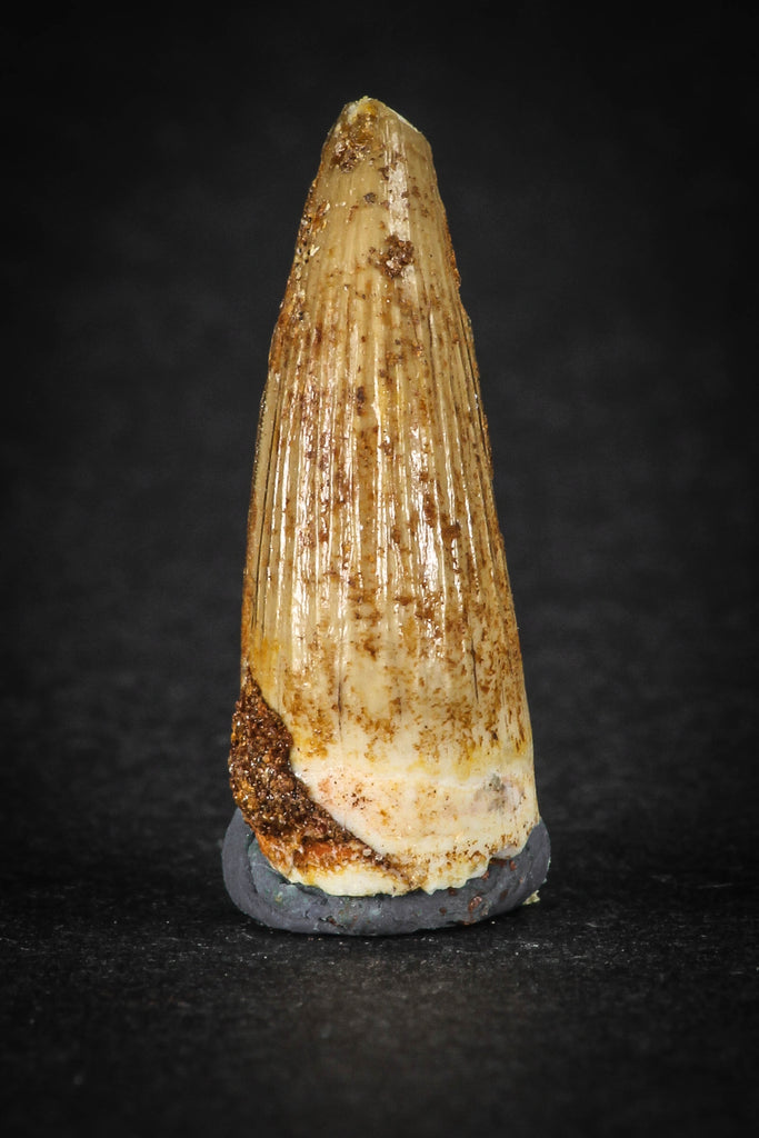 88022 - Well Preserved 0.85 Inch Elosuchus Cherifiensis Crocodile Tooth From KemKem