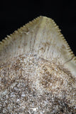 20529 - Top Huge 1.41 Inch Squalicorax pristodontus (Crow Shark) Tooth