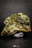 07916 - Slender Grass Green Epidote Crystals on Matrix Imilchil Mine Morocco