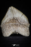 20529 - Top Huge 1.41 Inch Squalicorax pristodontus (Crow Shark) Tooth