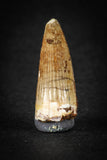 88022 - Well Preserved 0.85 Inch Elosuchus Cherifiensis Crocodile Tooth From KemKem