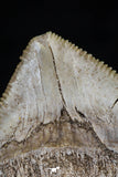 20529 - Top Huge 1.41 Inch Squalicorax pristodontus (Crow Shark) Tooth