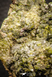 07916 - Slender Grass Green Epidote Crystals on Matrix Imilchil Mine Morocco