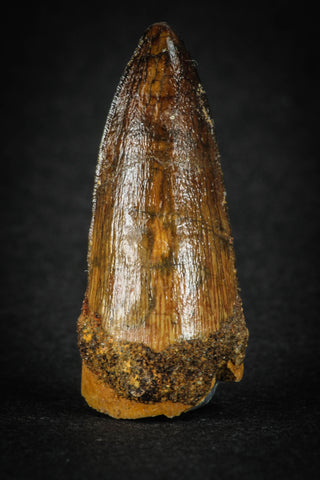 88023 - Well Preserved 1.46 Inch Elosuchus Cherifiensis Crocodile Tooth From KemKem