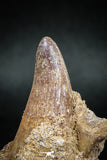 04933 - Rare Rooted 1.88'' Maroccosuchus zennaroi Associated with Odontaspidae Shark Teeth