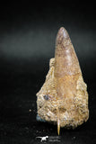 04933 - Rare Rooted 1.88'' Maroccosuchus zennaroi Associated with Odontaspidae Shark Teeth