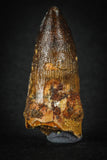 88023 - Well Preserved 1.46 Inch Elosuchus Cherifiensis Crocodile Tooth From KemKem