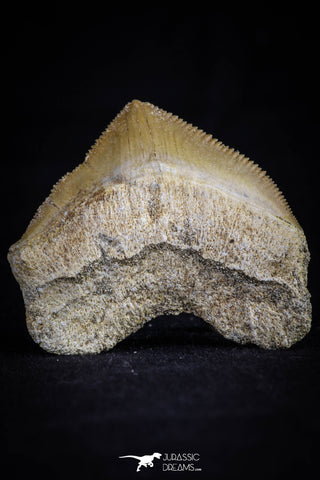 20530 - Top Huge 1.51 Inch Squalicorax pristodontus (Crow Shark) Tooth