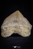 20530 - Top Huge 1.51 Inch Squalicorax pristodontus (Crow Shark) Tooth