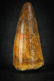 88024 - Well Preserved 1.12 Inch Elosuchus Cherifiensis Crocodile Tooth From KemKem