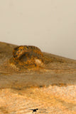 30703 - Beautiful 0.67 Inch Onnia sp Ordovician Trilobite