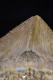 20530 - Top Huge 1.51 Inch Squalicorax pristodontus (Crow Shark) Tooth