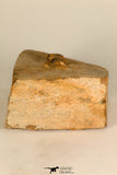 30703 - Beautiful 0.67 Inch Onnia sp Ordovician Trilobite